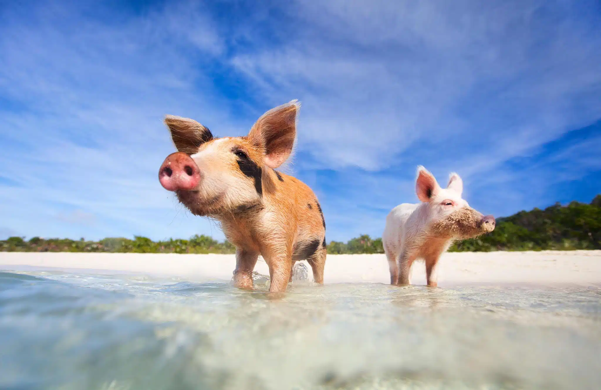 Swimming with the Pigs Tour
